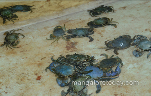 Aqua Aquaria India 2017 expo